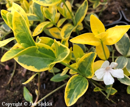 Vinca minor 'Alba Variegata', pikkutalvio